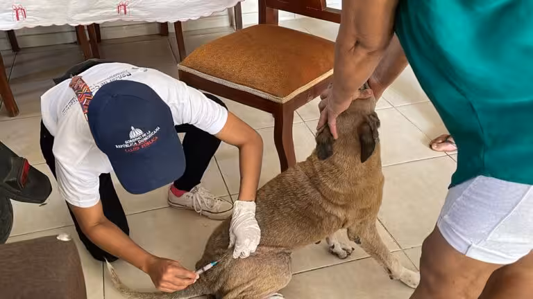 Jornada de Vacunación Antirrábica en Bonao culmina con gran éxito