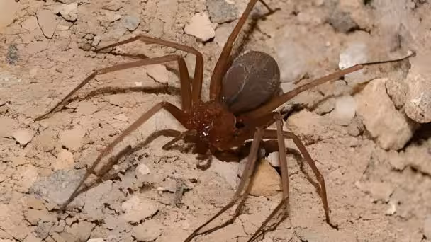 Descubren en una cueva entre Grecia y Albania una telaraña con más de cien mil arañas