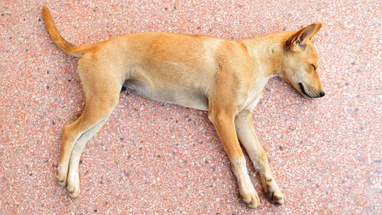 Indignación en Castillo por el envenenamiento de varios perros