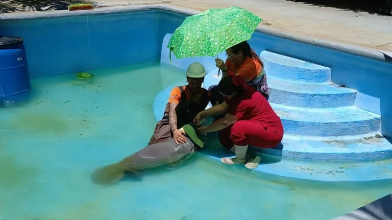 Especialistas del Acuario Nacional comparten en Costa Rica la experiencia dominicana en la conservación del manatí antillano