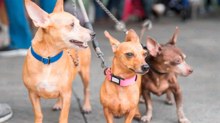 Alcaldía del Distrito Nacional esteriliza 100 perros y gatos durante jornada este fin de semana